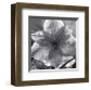 Lily Grace-Richard Sutton-Framed Art Print