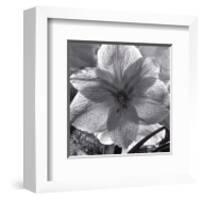 Lily Grace-Richard Sutton-Framed Art Print