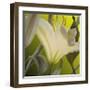 Lily Green-Jan McLaughlin-Framed Art Print