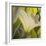 Lily Green-Jan McLaughlin-Framed Art Print