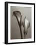 Lily I-Bill Philip-Framed Giclee Print
