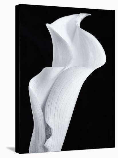 Lily in Black and White-Doug Chinnery-Stretched Canvas