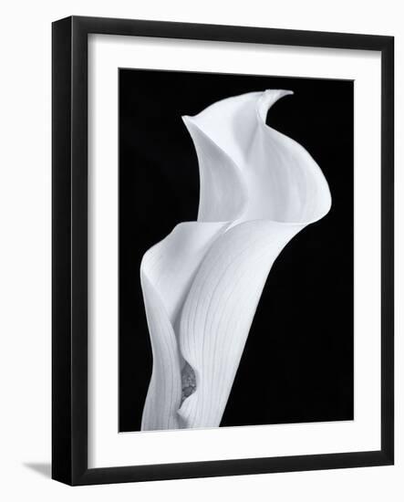 Lily in Black and White-Doug Chinnery-Framed Photographic Print