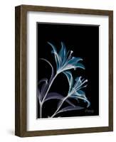 Lily L145-Albert Koetsier-Framed Premium Giclee Print