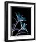 Lily L145-Albert Koetsier-Framed Premium Giclee Print