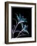 Lily L145-Albert Koetsier-Framed Art Print