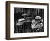 Lily Leaves, Alaska, 1977-Brett Weston-Framed Photographic Print