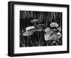 Lily Leaves, Alaska, 1977-Brett Weston-Framed Photographic Print