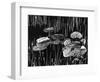 Lily Leaves, Alaska, 1977-Brett Weston-Framed Photographic Print