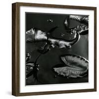 Lily Leaves, Alaska, 1977-Brett Weston-Framed Photographic Print