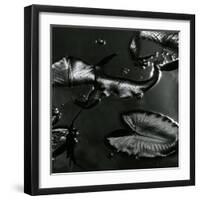 Lily Leaves, Alaska, 1977-Brett Weston-Framed Photographic Print