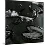 Lily Leaves, Alaska, 1977-Brett Weston-Mounted Photographic Print