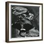 Lily Leaves, Alaska, 1977-Brett Weston-Framed Photographic Print