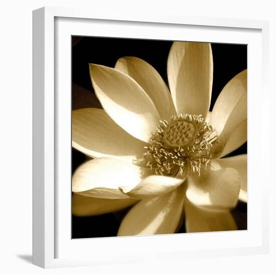 Lily Light I-Malcolm Sanders-Framed Giclee Print