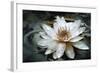 Lily Light-Joel Christopher Payne-Framed Giclee Print