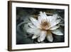 Lily Light-Joel Christopher Payne-Framed Giclee Print