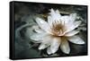 Lily Light-Joel Christopher Payne-Framed Stretched Canvas