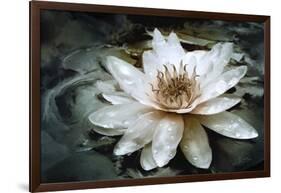 Lily Light-Joel Christopher Payne-Framed Giclee Print