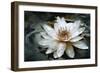 Lily Light-Joel Christopher Payne-Framed Giclee Print