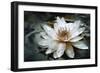 Lily Light-Joel Christopher Payne-Framed Giclee Print