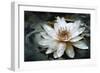 Lily Light-Joel Christopher Payne-Framed Giclee Print