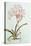 Lily: Lilium Belladonna, (Pl.12) from Trew's Hortus Nitidissumus 1, 1750-Georg Dionysius Ehret-Stretched Canvas