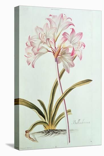 Lily: Lilium Belladonna, (Pl.12) from Trew's Hortus Nitidissumus 1, 1750-Georg Dionysius Ehret-Stretched Canvas
