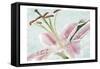 Lily Love 1-Marcus Prime-Framed Stretched Canvas