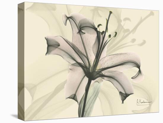Lily Moments-Albert Koetsier-Stretched Canvas
