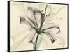 Lily Moments-Albert Koetsier-Framed Stretched Canvas