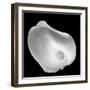 Lily Of Revelation, 2008-Hiroyuki Arakawa-Framed Photographic Print