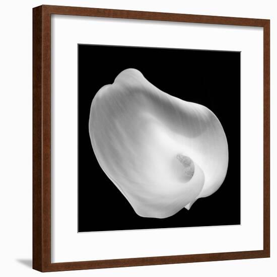 Lily Of Revelation, 2008-Hiroyuki Arakawa-Framed Photographic Print