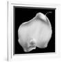 Lily Of Secrets, 2008-Hiroyuki Arakawa-Framed Photographic Print