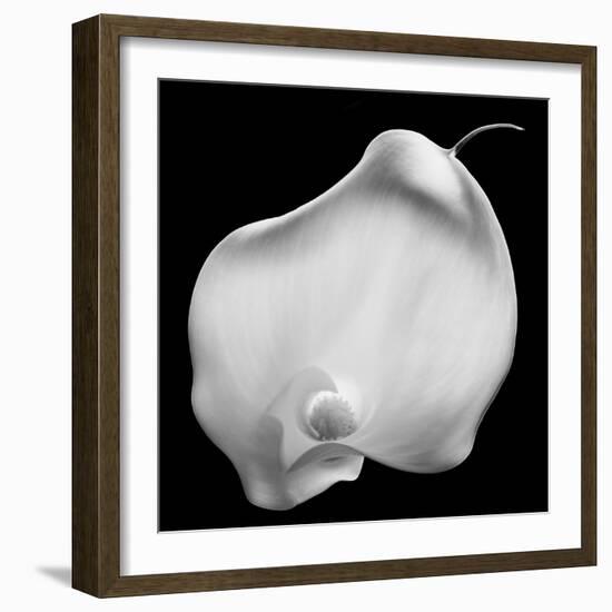 Lily Of Secrets, 2008-Hiroyuki Arakawa-Framed Photographic Print