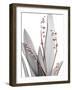 Lily of the Blush 1-Albert Koetsier-Framed Photo