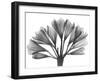 Lily Of The Nile-Albert Koetsier-Framed Art Print