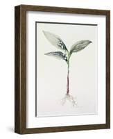 Lily of the Valley, 1995-Iona Hordern-Framed Giclee Print