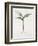 Lily of the Valley, 1995-Iona Hordern-Framed Giclee Print