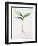 Lily of the Valley, 1995-Iona Hordern-Framed Giclee Print