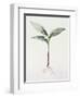 Lily of the Valley, 1995-Iona Hordern-Framed Giclee Print