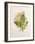 Lily of the Valley and Cowslips-Ursula Hodgson-Framed Giclee Print