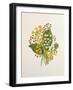 Lily of the Valley and Cowslips-Ursula Hodgson-Framed Giclee Print