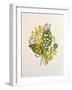 Lily of the Valley and Cowslips-Ursula Hodgson-Framed Giclee Print