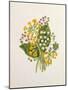 Lily of the Valley and Cowslips-Ursula Hodgson-Mounted Giclee Print