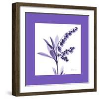 Lily Of The Valley Bordered-Albert Koetsier-Framed Art Print