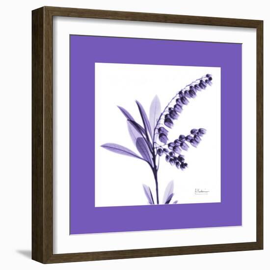 Lily Of The Valley Bordered-Albert Koetsier-Framed Art Print