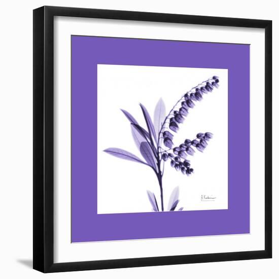 Lily Of The Valley Bordered-Albert Koetsier-Framed Art Print