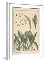 Lily of the Valley, Botanical Study, 1897 (Lithograph)-Eugene Grasset-Framed Giclee Print