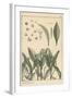 Lily of the Valley, Botanical Study, 1897 (Lithograph)-Eugene Grasset-Framed Giclee Print