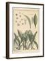 Lily of the Valley, Botanical Study, 1897 (Lithograph)-Eugene Grasset-Framed Giclee Print